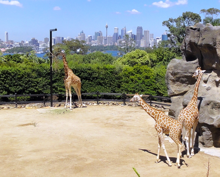 Giraffen vor diesem Hintergrund