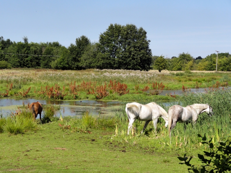 Idylle in der holsteinischen Schweiz
