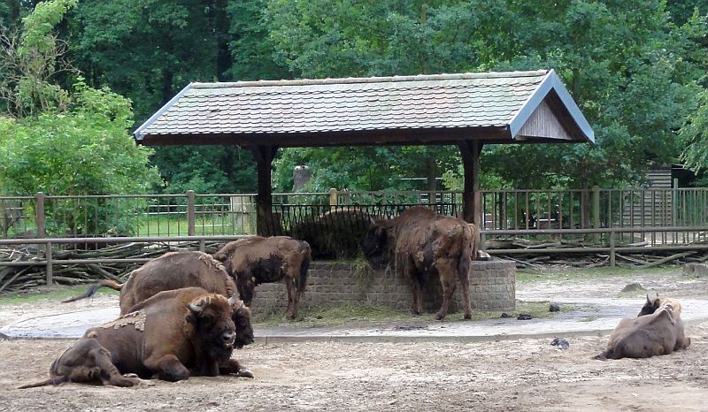 Bisons im Tierpark