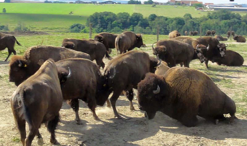 Bison Farm