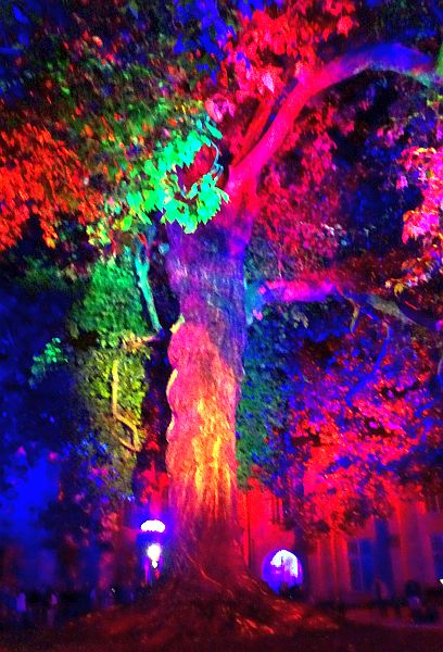 Lichtshow am Baum