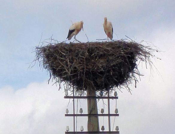 Störche auf dem Telefonmast