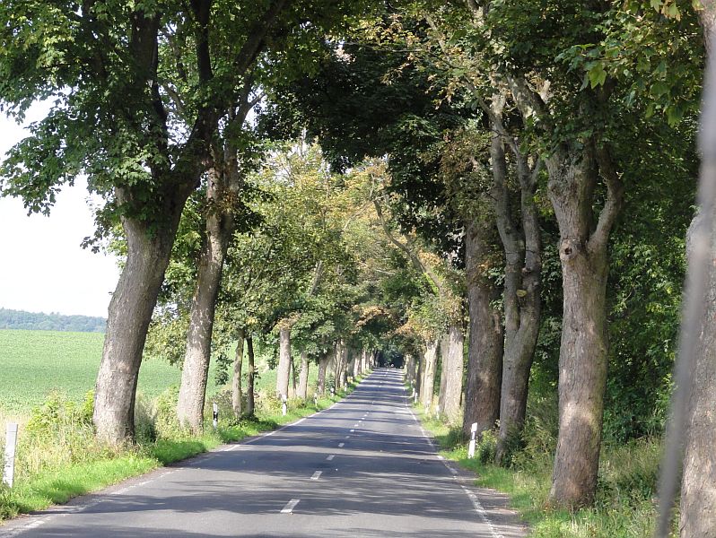 Allee in Mecklenburg Vorpommern (MV)