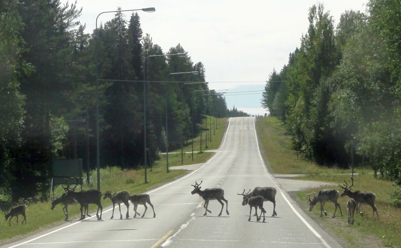 schon wieder eine Herde auf der Strasse