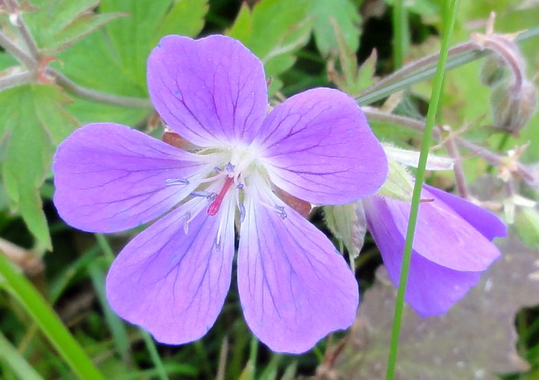 Name der Blume unbekannt