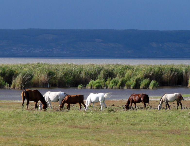 Neusiedler See