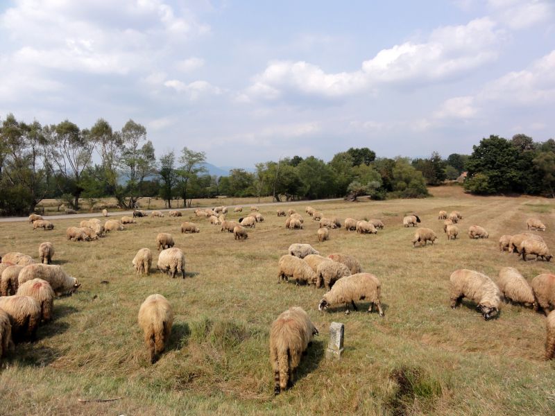 Schafe auf dem Feld, aber nicht auf dem Menue