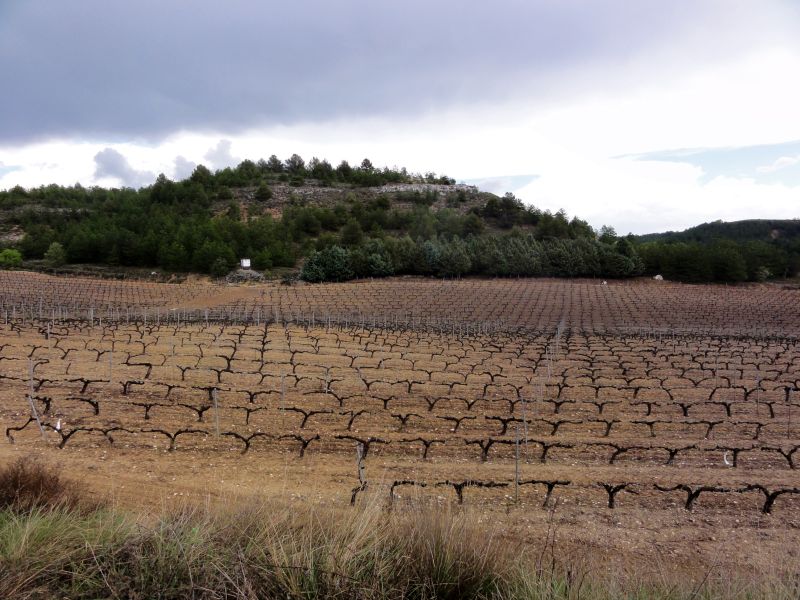 Spanien ist eine Weinanbauland