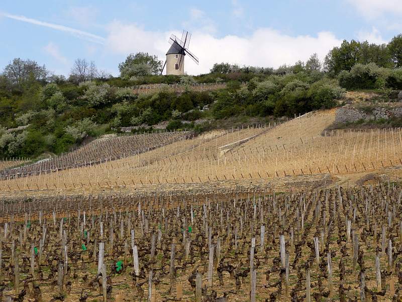 Windmühle an der Route des Grand Crus