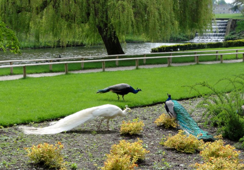 Fasane im Garten von Leeds Castle