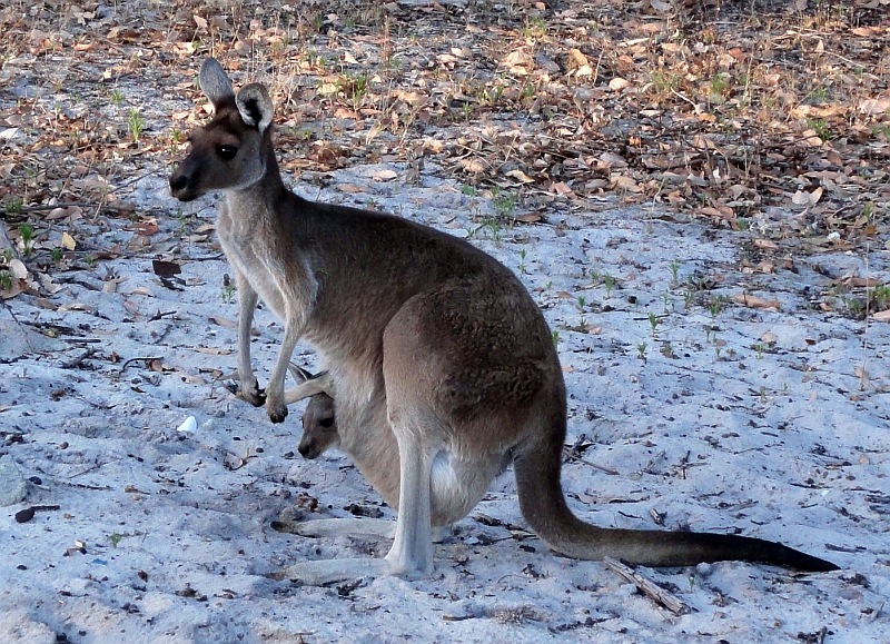 Besuch im Camping