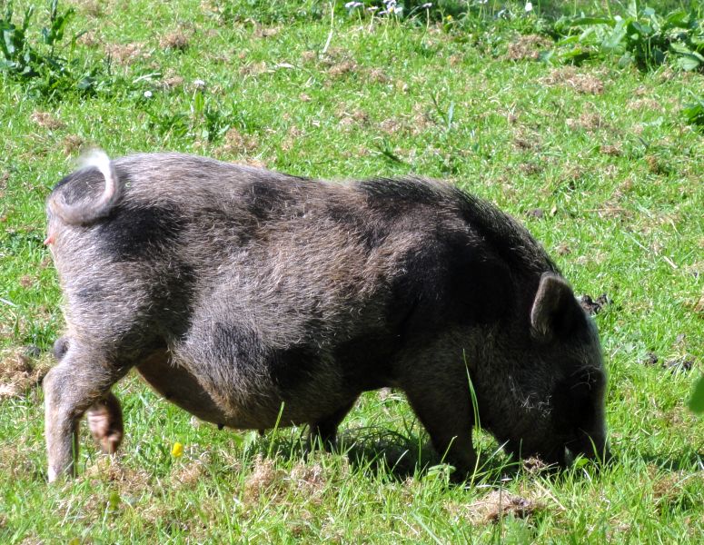 Fuchs verschwand, Sau blieb