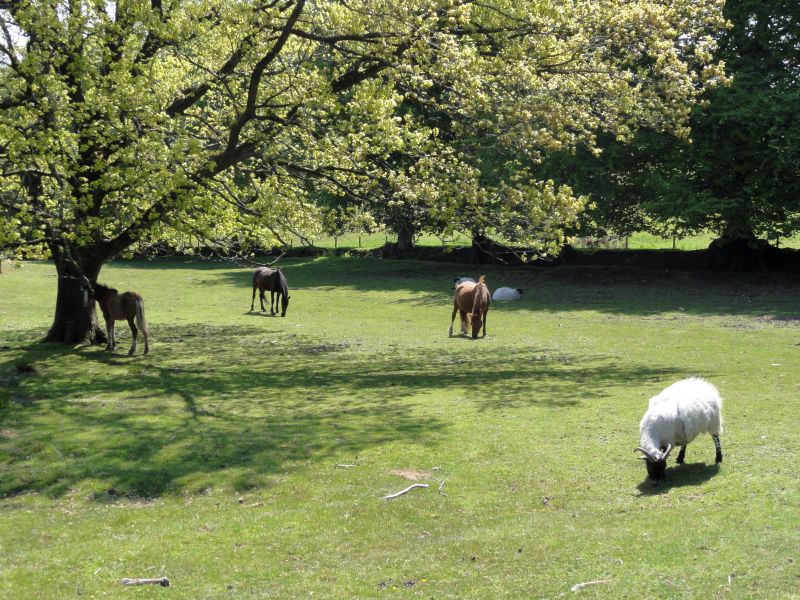 Quantock Hills 