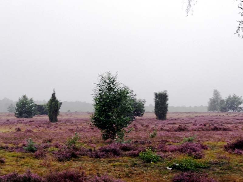 Lüneburger Heide