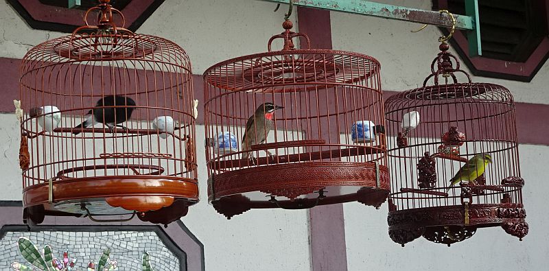 auf dem Vogelmarkt