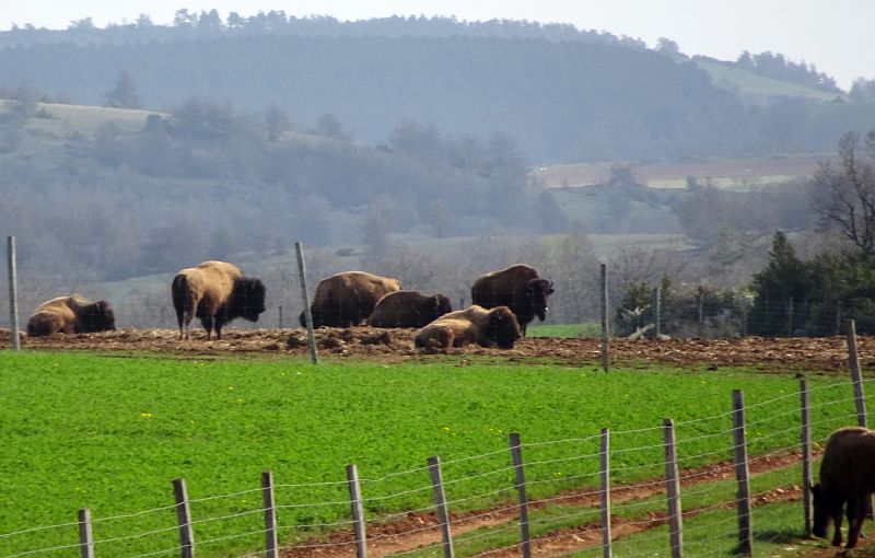 auf der Bisonfarm