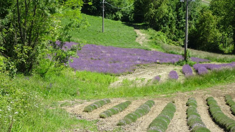 blühernder Lavendel