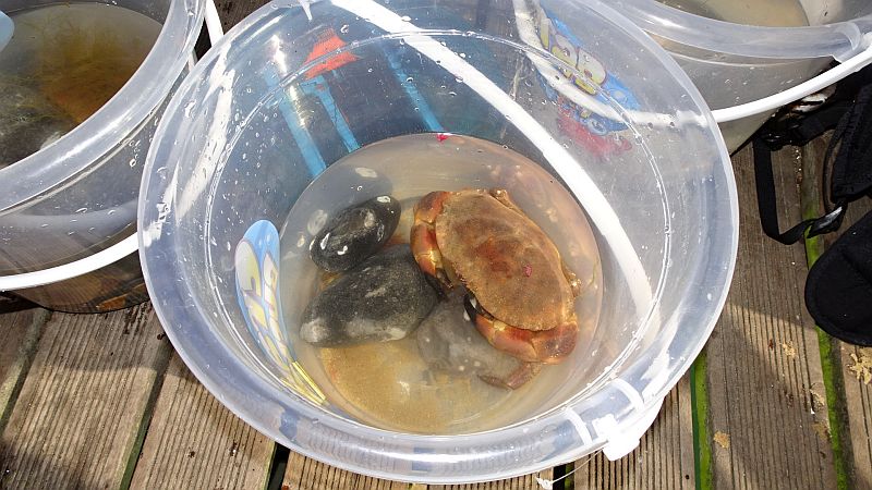 Cromer Crab