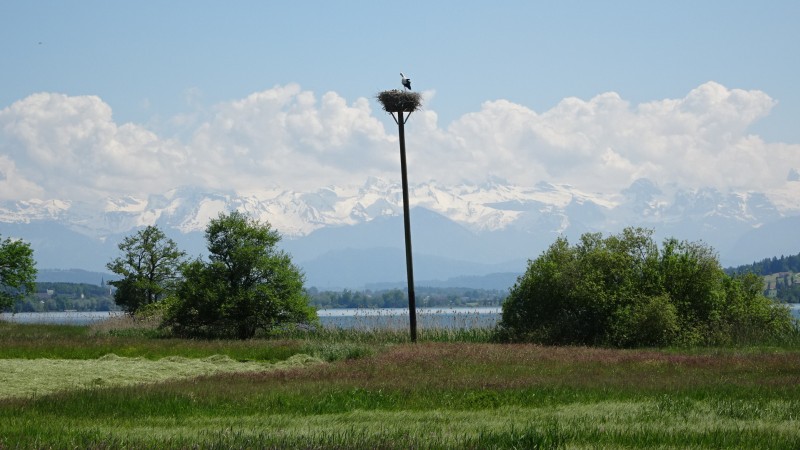 Störche am Baldeggersee