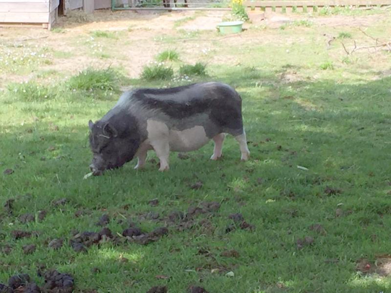 chillen mit dem Schwein