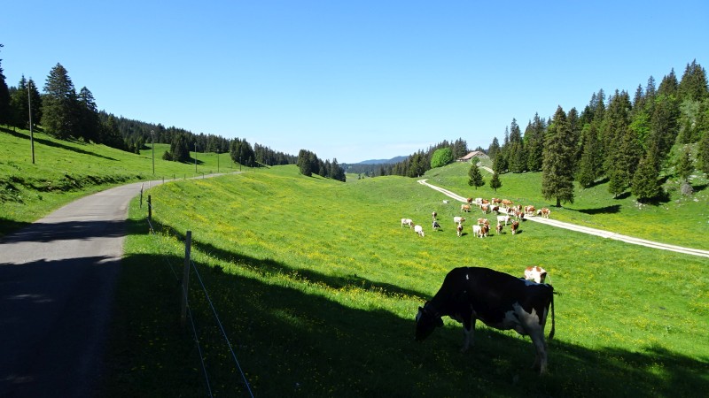 Col du Marchairuz