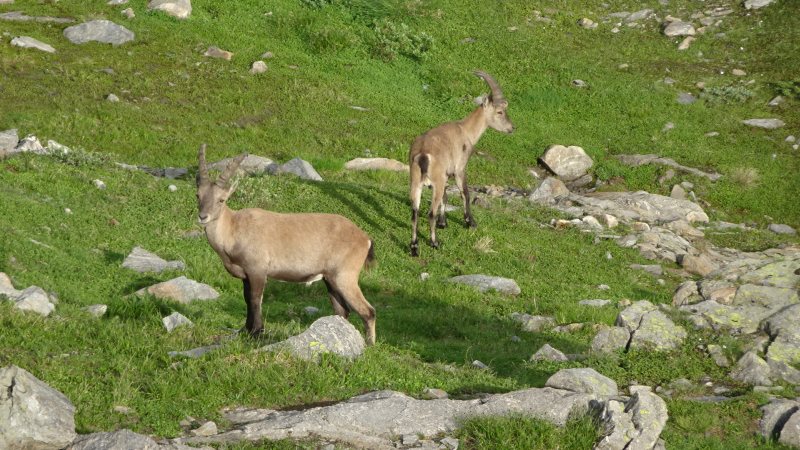 Steinbock aus der Nähe