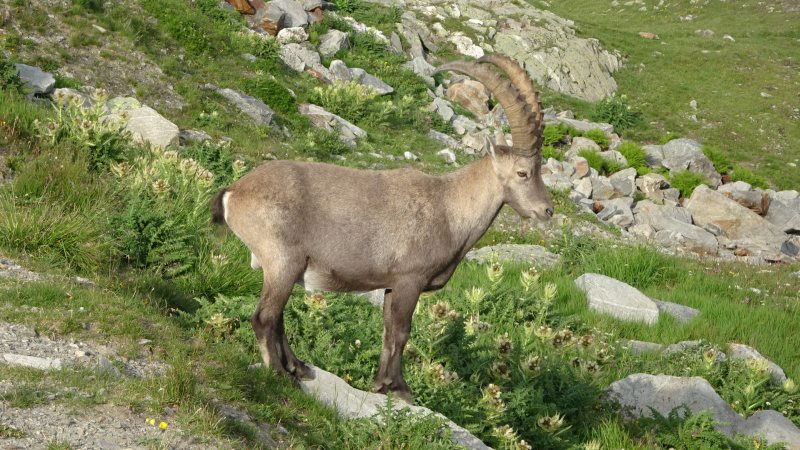 Steinbock aus der Nähe