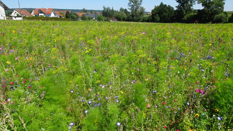 Blumenwiese