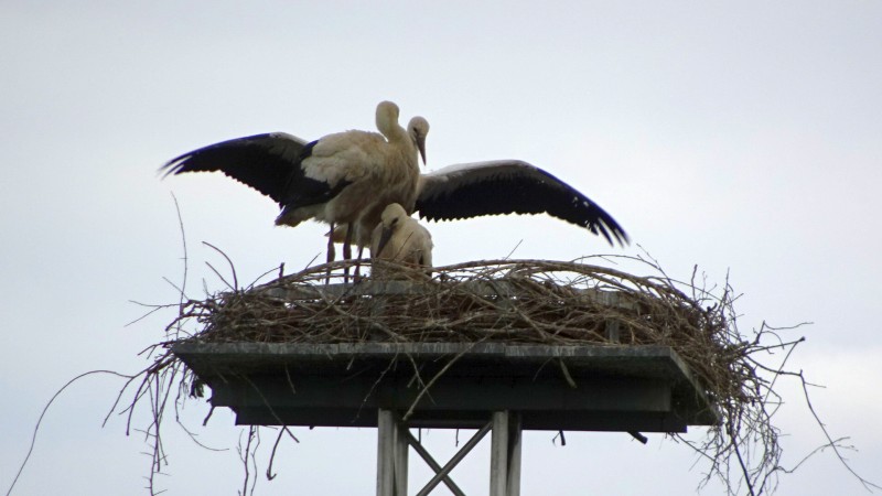 beim Bauern