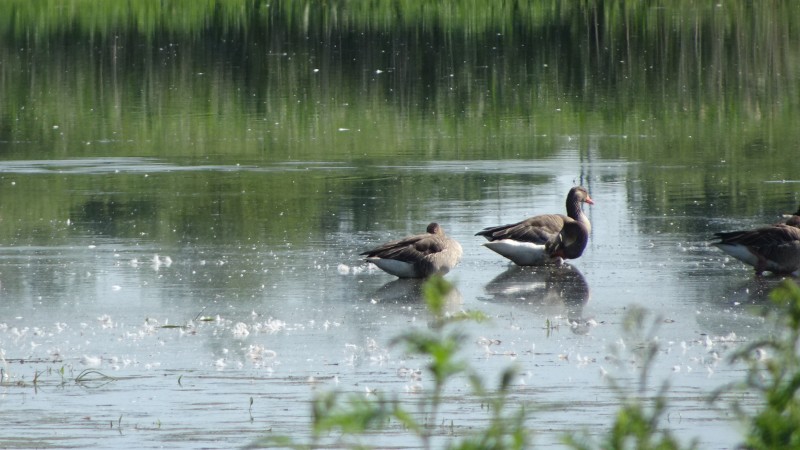 Steinhuder Meer