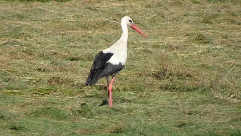 Steinhuder Meer