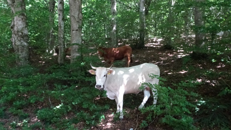 Kühe im Wald???