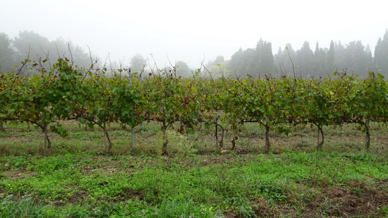 Mas-Blanc-des-Alpilles