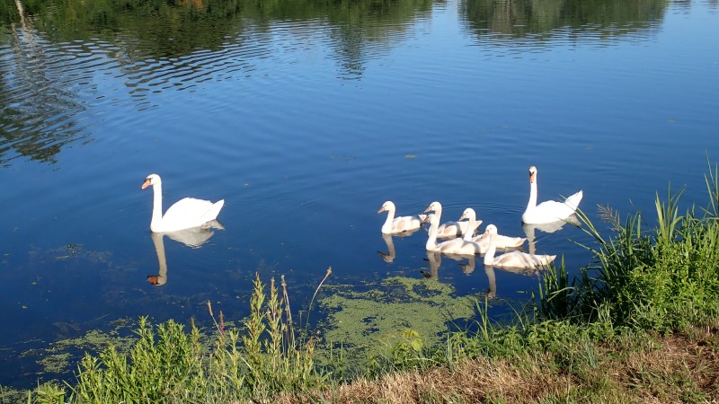 Fütterung der Schwäne