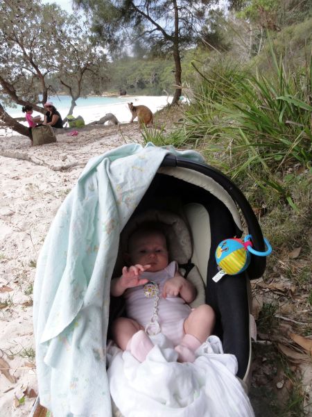 Känguruh am Strand