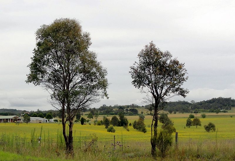 Umgebung von Mudgee